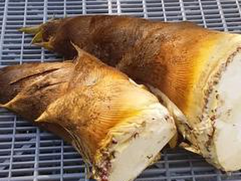 【旬タケノコ】2.5Kg前後高野山麓産（冷蔵便）