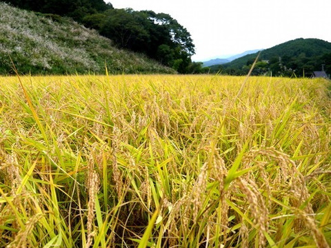 令和5年産
【極献上】コシヒカリ　5キロ   特別栽培米     長野県伊那市産
