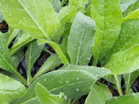 2個セット アンチューサ フェイザム プライド  ブルーガーデン イングリッシュガーデン  宿根草 多年草