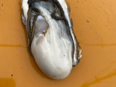 牡蠣通に食べて欲しいザキ水イチオシの殻付牡蠣『渾身』60個,カキナイフ付き