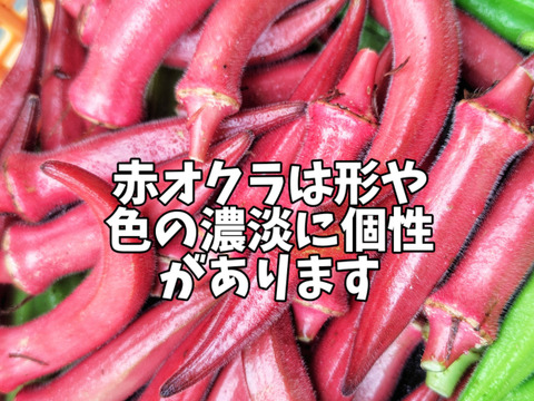 【赤オクラmix】緑500g＋赤10本（計60~75本程度) 太陽の光たっぷり！≪さぬき讃ベジタブル≫