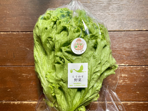 6月旬の野菜セット5種類 農薬・化学肥料不使用♪個包装