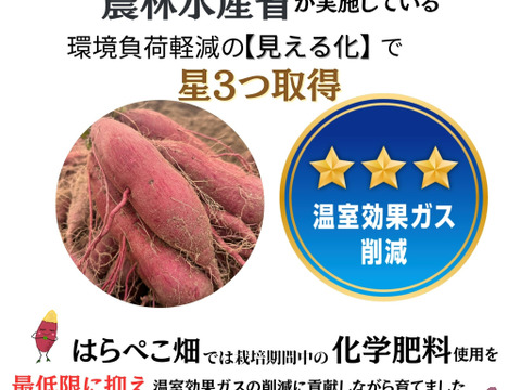 CBCテレビ チャント！で紹介【ホックホク金時】1.8kg！笑顔ホッコリ♪簡単レシピつき