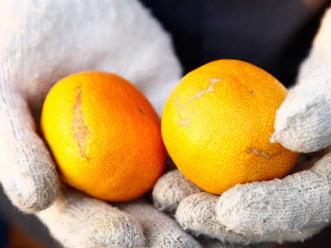 とろ蜜みかん１０ｋｇ（訳あり）