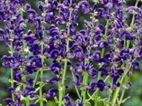 2個セット  サルビア プラテンシス トワイライト セレナーデ 宿根草 多年草 ブルーガーデン イングリッシュガーデン