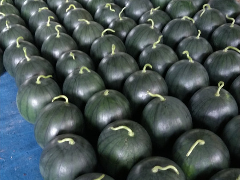熊本　植木産　黒小玉西瓜【なつここあ1】1.8~2.0㎏1個