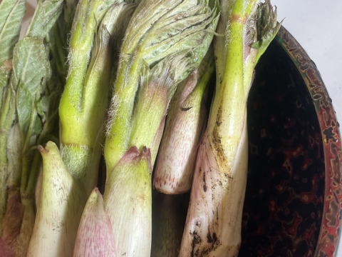岩手県産　天然山ウド500g　山菜