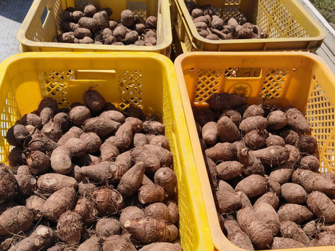 【鳥取県産】ねっとり濃厚 黄金里芋 親芋 10kg