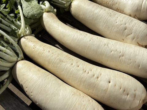 朝採れ発送！固定種＊山田ねずみだいこん＊葉付き中型だいこん＊5kg＊訳ありミックス