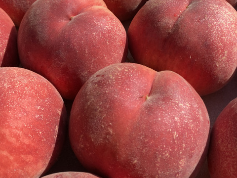 『夏ギフト』なつっこ🍑高糖度で硬めの桃✨朝採りその日に発送します