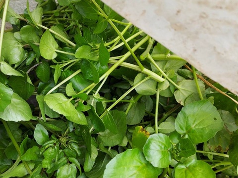 流水で育てた　クレソン