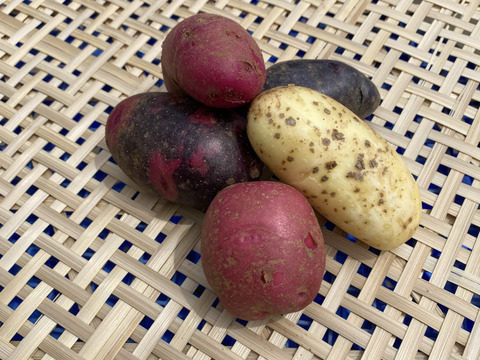 ノウフク　カラフルじゃがいもミックス 1kg　【栽培期間中農薬化学肥料不使用】