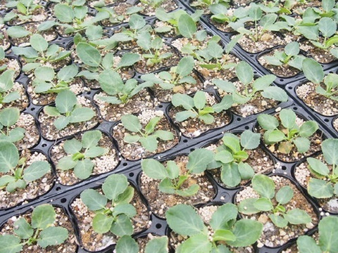 2個セット  エリンジューム ブルーグリッター  ブルーガーデン 宿根草 多年草