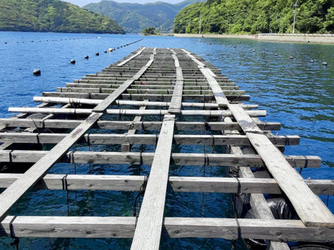 【夏ギフト】濃厚「五島列島」岩牡蠣　L10個(生食用)+ギフトシール付き！料亭の味