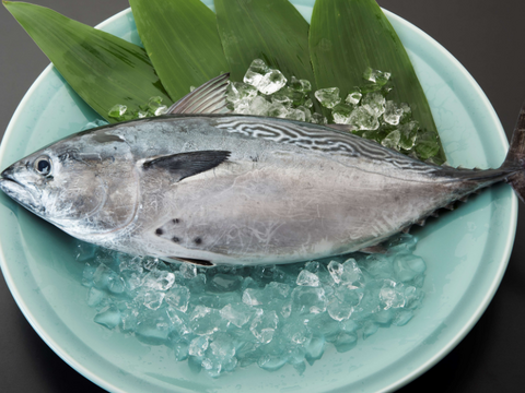 新星！養殖スマ(媛スマ)冷凍皮付ロイン(300g~330g) 2パック/箱