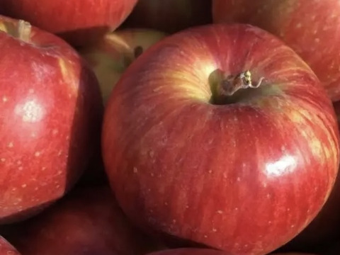 [9月上旬発送] たっぷり果汁と優しい甘み　KimuraFarm謹製　葉とらずつがる　3kg