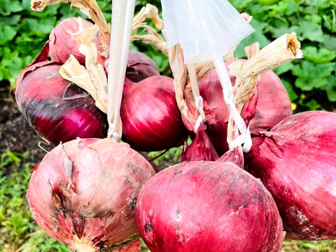 販売開始‼️赤玉葱5kg入‼️