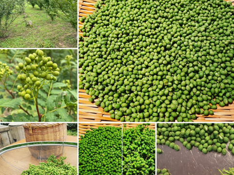 山椒胡椒 サンショーペッパーズ 美山産栽培期間中農薬不使用 京都府産の調味料 食べチョク 産地直送 産直 お取り寄せ通販 農家 漁師から旬の食材を直送