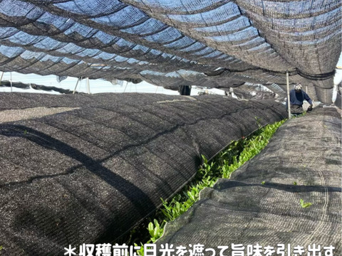 ＊たっぷり大容量サイズ＊【溶かすだけ簡単パウダータイプ】冷茶でも大活躍♪ 華やかな香りと上品な苦味！宇治抹茶　100g (約100杯分)  農薬・化学肥料・除草剤・畜産堆肥不使用　宇治茶100%