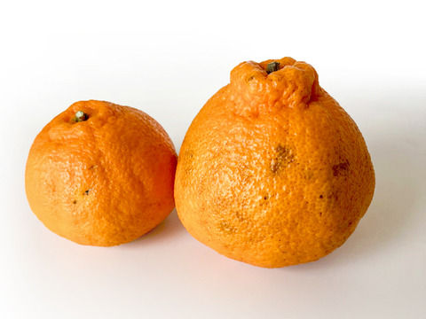 【予約】不知火〈訳あり・サイズ混合〉約5kg　※発送は2月上旬頃開始予定