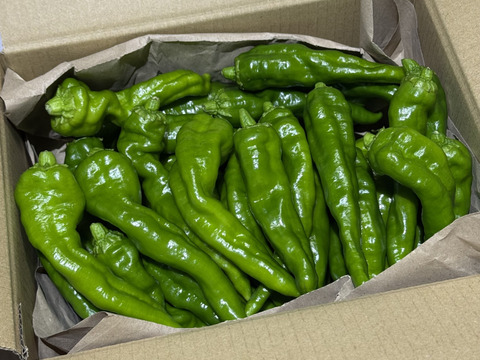 人気野菜☆旨味たっぷり！農薬不使用『万願寺とうがらし 1kg』