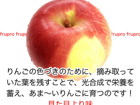 【家庭用】シナノホッペ 約1.8kg(4-12玉) 長野生まれの希少なりんご 11月上旬頃発送開始予定 #NAH0B018
