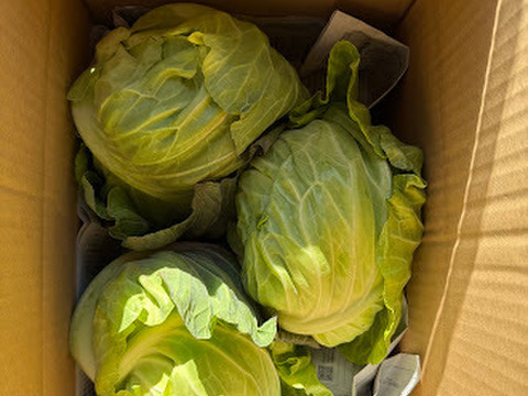 【期間限定】【旬】甘さが凝縮！寒締めキャベツ６玉（１玉約700g～1000ｇ）　※段ボール発送 ✨信州の環境にやさしい農産物認証