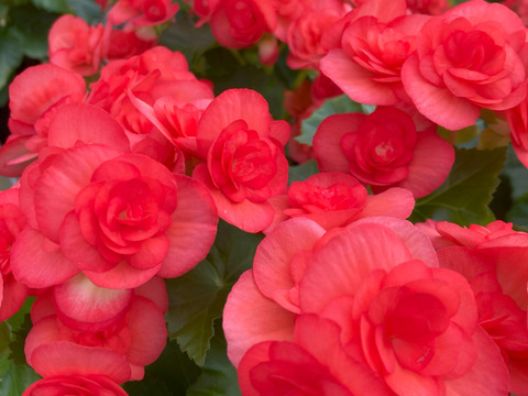 【贈答用】個性的なダークピンクの逸品！エラチオールベゴニア【サンドリネ】4.5寸