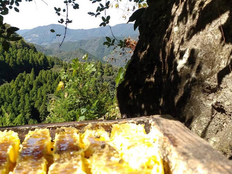 市場流通１％未満!　熊本北部山麓で採れた日本みつばち蜂蜜６００ｇ