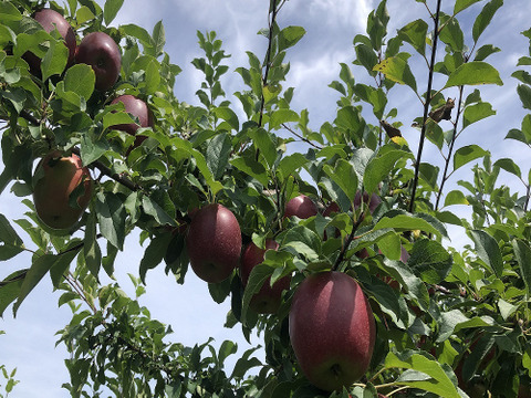 恋空(こいぞら)　家庭用約5キロ　真夏の本格派りんご！　お盆頃に収穫・発送　2023年産最初のりんごを是非！