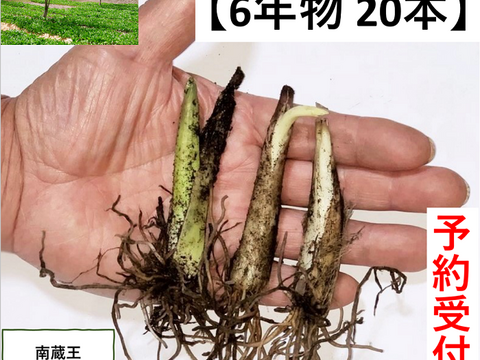 【翌日配送】　行者ニンニク 7～8年物太苗100本 (日々成長中) 秋苗10月出荷！】8年物 100本 行者にんにくの苗根 | 南蔵王