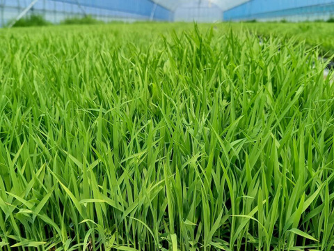 【母の日ギフト】②【 農薬不使用のお米】特別栽培米コシヒカリ1㎏・ミルキークイーン１㎏ 詰め合わせギフト 令和4年産