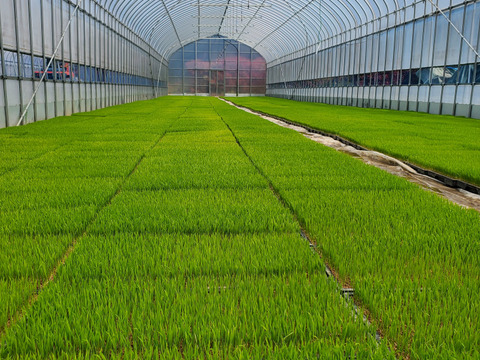 令和6年産 三重県ブランド米 結びの神 5kg 精米   みえの安心食材認定