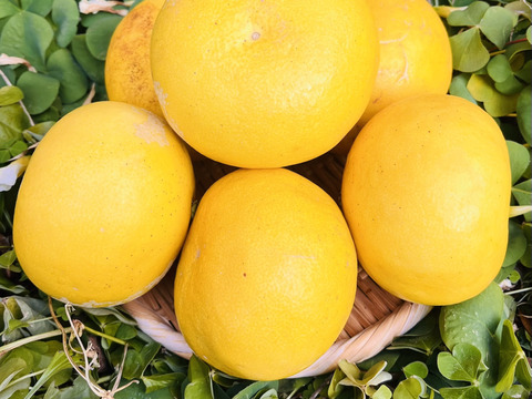 [自然栽培]淡路島産ブンタン(2kg)栽培期間中農薬不使用、肥料不使用