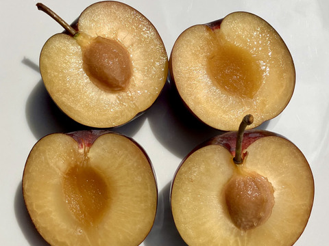 ゴロッとあまいバイオチェリー(1kg)