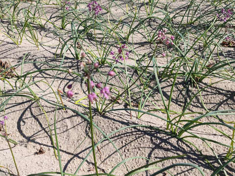 【鳥取県産】素材の栄養丸ごと 根付きらっきょう 3kg