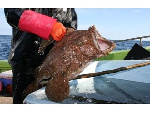 激安❗️卸価格‼️ 高級料亭で使用されているアンコウ❗　鮟鱇　青森産　キアンコウ
1匹4〜6kg 余った他の魚があればサービスで同梱致します⭐️