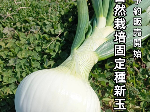 淡路島新玉葱自然栽培5キロ【固定種 在来種　完全農薬不使用　無肥料栽培　種子消毒無し【有機JAS法で認められた農薬・肥料・土壌改良剤も一切不使用】自然の力だけで栽培　数量限定予約販売開始ご予約順次発送