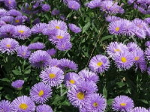 2個セット エリゲロン アズール フェアリー  ブルーガーデン イングリッシュガーデン 花苗 多年草 宿根草