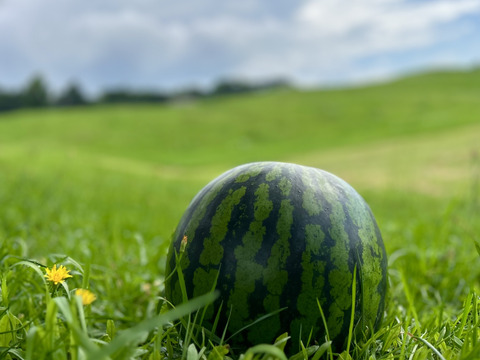 山形県産 尾花沢すいか 祭りばやし