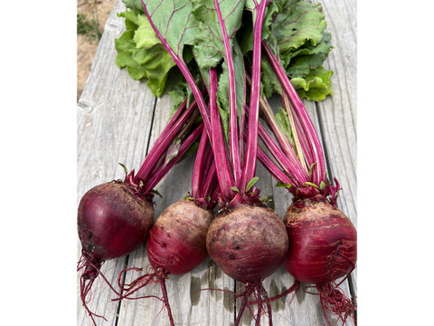 甘くておいしい🩷オーガニックビーツ 3kg
Organic Beet root 【有機JAS認証取得】