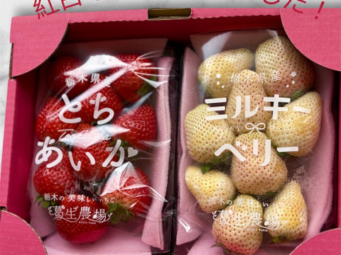 【春イチゴ】【お得価格】お祝い贈答用！紅白いちご『とちあいか』『ミルキーベリー』（300ｇ×2）【いちご食べ比べ】