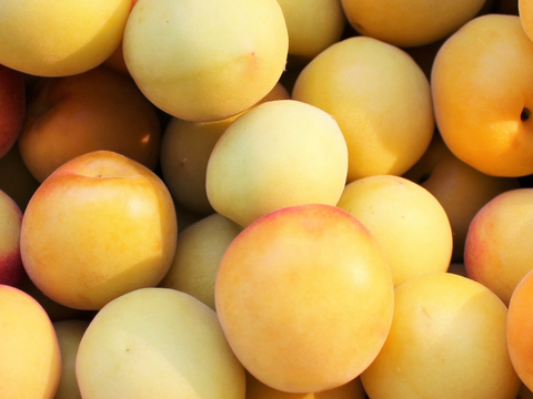 【予約販売】芳醇な甘い香りが広がる南高梅（完熟梅）｜梅シロップ・梅酒・梅干しにおすすめ｜2Lサイズ以上｜良品相当（C級）5kg｜やまと農園（和歌山県みなべ町）