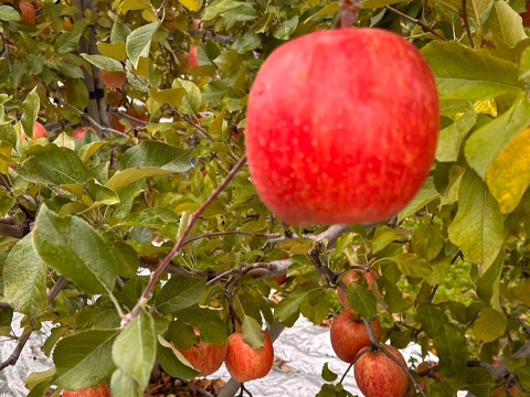 [数量限定出品]甘い！濃い！「葉取らずサンフジ」約5kg箱　12〜18玉