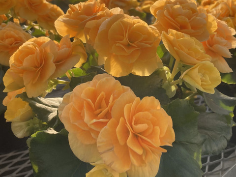 【贈答用】明るいサフランイエローにくつろぎを感じます。エラチオールベゴニア【イエローストーン】4.5寸