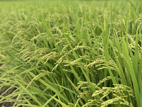 《R7新米予約》ヒノヒカリ無洗米5kg