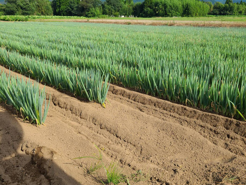 トロトロ白ネギ❗　A品2L～L　3キロ