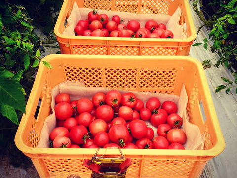 トマト2kg 収穫後すぐに届くトマトはいかがでしょうか！