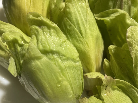 【天然の春の味覚】岩手県産ふきのとう1kg – 自然の恵みを新鮮直送