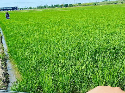 【新潟県産】農薬化学肥料7割減！もち米の王様こがねもち『伊太郎』（1.5kg）一升入り